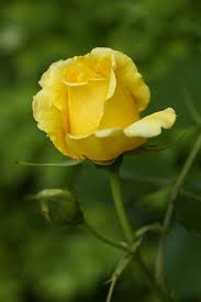 Yellow Rose Beautiful Rose Flowers Yellow Rose Flower Yellow Roses