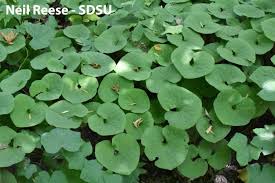 Image result for Aristolochiaceae