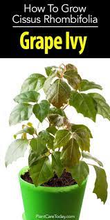 Grape Ivy Care Tips On Caring For Cissus Rhombifolia Plants Plant Care Houseplant Ivy Plants Plants