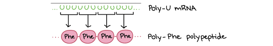 The Genetic Code Codon Table Article Khan Academy