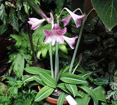Image result for Hippeastrum puniceum