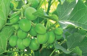 Is one of the economic crops that are cultivated for biodiesel production. Jatropha Cultivation Information Guide Agri Farming