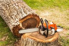Tree Felling and Chainsaw Maintenance