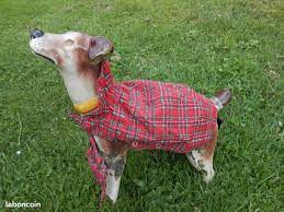 Et quelles sont les bonnes pratiques pour acheter sans stress ? Animaux Chiot Chaton Oise Leboncoin