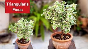 Image result for Ficus triangularis