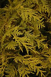 Yellow or gold trinomial type: Vintage Gold Dwarf Moss Falsecypress Chamaecyparis Pisifera Vintage Gold In Columbus Dublin Delaware Grove City Gahanna Bexley Ohio Oh At Oakland Nurseries Inc