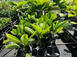 Image result for Licuala grandis