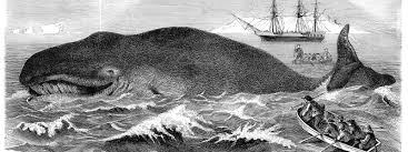 22 juli erzählt die wahre geschichte des rechtsextremen terroristen und massenmörders anders behring breivik, der am 22. Die Wahre Geschichte Von Moby Dick