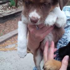 If the map above isn't working for you then there may not be any border collie breeders listed on google maps in colorado, however, you can also try our border collie puppies for sale near me tool. Free Border Collie Mix Puppies In Alamosa Colorado For 2021