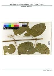 Image result for Mansoa difficilis