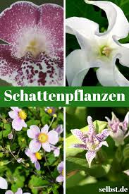 Schattengewachse Selbst De Pflanzen Schatten Schattenpflanzen Schattenpflanzen Garten