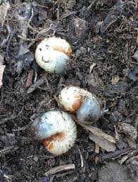 Les Petites Betes De Mon Jardin Esprit Laita En 2020 Cetoine Les Petites Betes Ma Petite