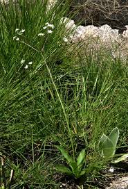 Image result for Alepidea