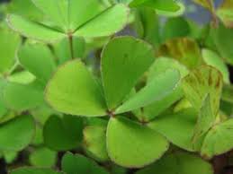 Image result for Marsilea villifolia