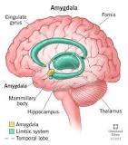 Amygdala: What It Is and What It Controls