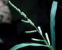 Image result for Echinochloa colona