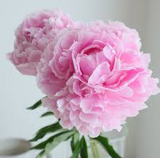 はなどんやアソシエ