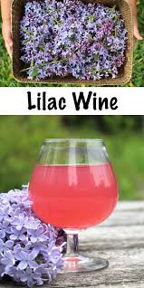 Homemade Lilac Wine Recipe Wine Making Recipes Homemade Wine Recipes Wine Recipes