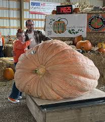 Image result for giant pumpkin