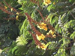 Image result for Peltophorum pterocarpum