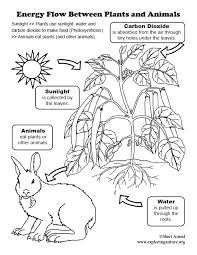 Coloring book of dakota plants inspired by the 1861 minnesota journey of henry david thoreau. Energy Flow Between Plants And Animals Coloring Page