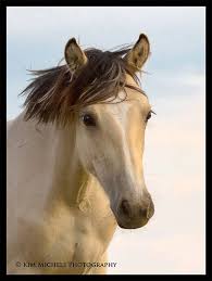 Image result for Sophia White 1991 Colt