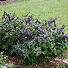 Maybe you would like to learn more about one of these? Top 10 Blue Shrubs Proven Winners