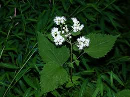 Image result for Ageratina vernalis