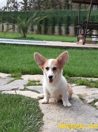 Satilik Welsh Corgi Cardigan Fiyatlari Ilanlari Bakimi Beslenmesi Ve Ucretsiz Sahiplendirme Bikopek Com