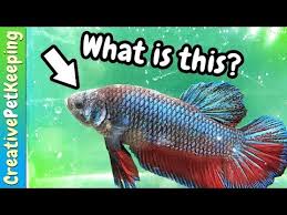 Mysterious Betta Fish Skin Disease Youtube