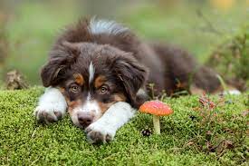 Australian Shepherd Next To A Mushroom Pets Dogs Can Dogs Eat