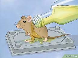 How To Remove A Live Mouse From A Sticky Trap With Pictures
