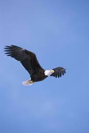 Blue Sky Birds Flying In The Sky Images Bald Eagle Flying In Clear Blue Sky Public Domain Image What Animal Are You Bald Eagle Eagle