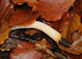 Image result for Mutinus caninus