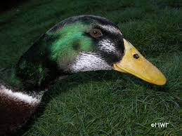 Silver appleyard ducks male or female. Silver Appleyard Silver Appleyard Duck Personality