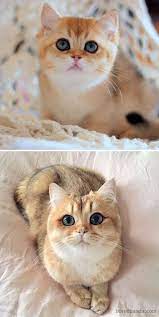50 Before And After Photos Of Cats Growing Up British Shorthair Kittens British Shorthair Kitten Names