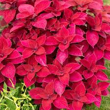 Image result for Coleus