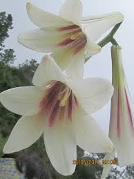 Image result for Liliaceae