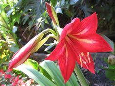 Image result for Jacobean lilies