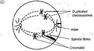 Maybe you would like to learn more about one of these? I Draw A Well Labelled Diagram To Show The Metaphase Stage Of Mitosis In An Animal Cell Having Four Chromosomes Ii Mention Any Two Reasons For The Population Explosion In India Iii Give