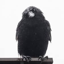 Bird On A Wire Movie Vancouver June Hunter Junehunterimages On Instagram Another Rainy Day Here On The Wet Coast Crow Wetcrow Vancouver Rai Crow Photography Crows Ravens Black Bird