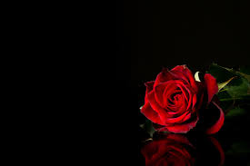 [Hình: images?q=tbn:ANd9GcQQeFBsLVbuAmJKVZpZZYH...M&usqp=CAU]