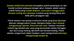 This is a list of english words that are probably of modern scandinavian origin, but whose further origins are unknown. Pokok Setawar Youtube