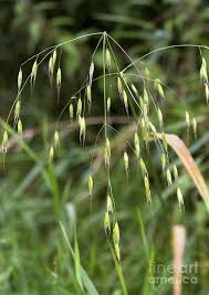 Image result for Avena byzantina