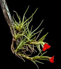 Image result for Albertisia exelliana