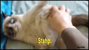 Cat memes clean meme central. Funny Cat Gifs Popsugar Tech