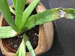 Im sommer kann die pflanze im garten stehen. Aloe Mit Matschigen Blattern Noch Zu Retten Pflanzen