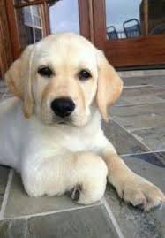 We did not find results for: Labrador Breeders In California Top Picks 2021 We Love Doodles