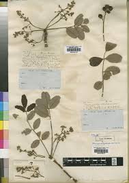 Image result for Lovoa swynnertonii