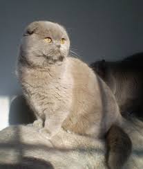 Rosie Lilac Color Cute Cats Cat Scottish Fold Scottish Fold Kittens